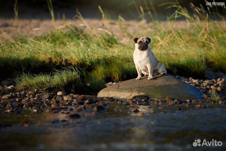 Мопс вязка кобель