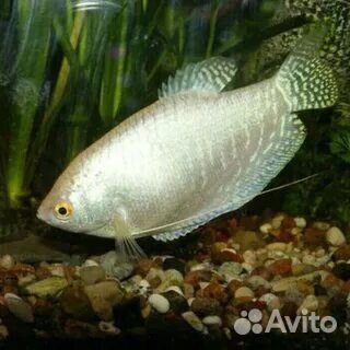 Гурами жемчужный