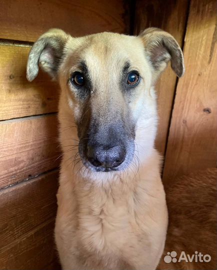 Робин хочет домой