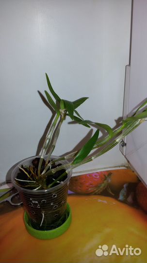 Дендробиум Moniliforme