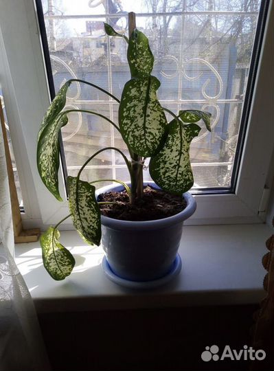 Комнатные растения цветы большие