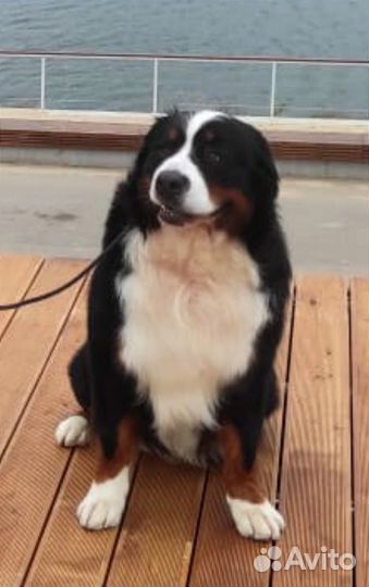 Вязка собак Бернский зенненхунд