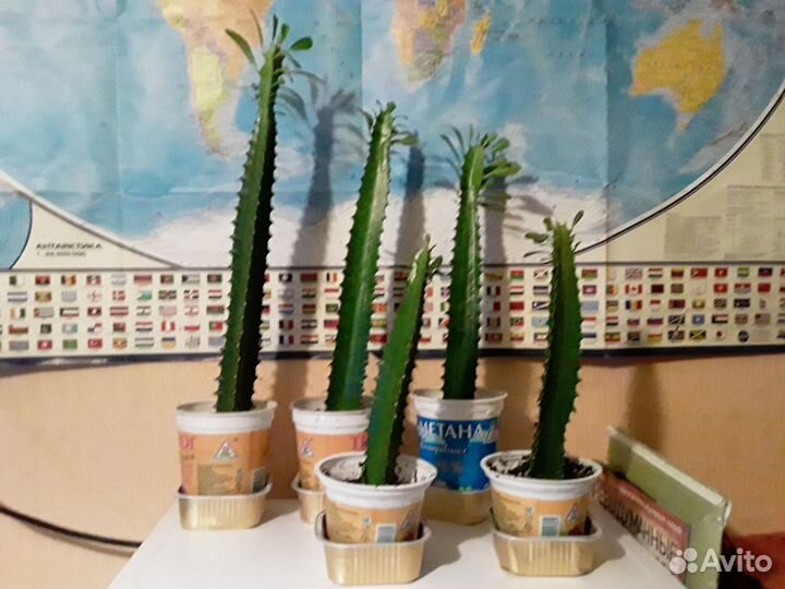 Молочай трехгранный