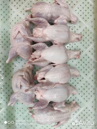 Мясо перепелов