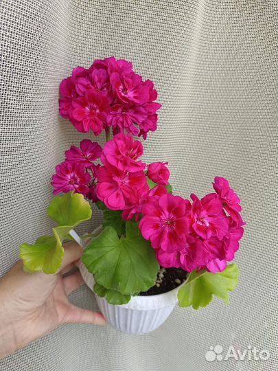 Пеларгония герань