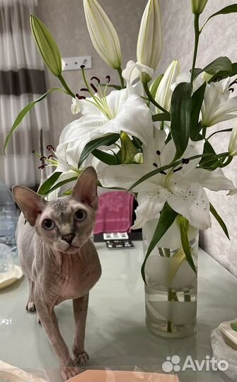 Сфинкс вязка