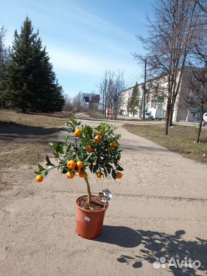 Цитрофортунелла