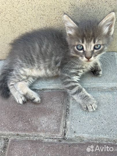 Спасите его душу