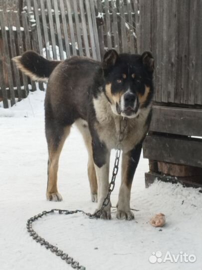 Вязка алабая,Кабель 1 год