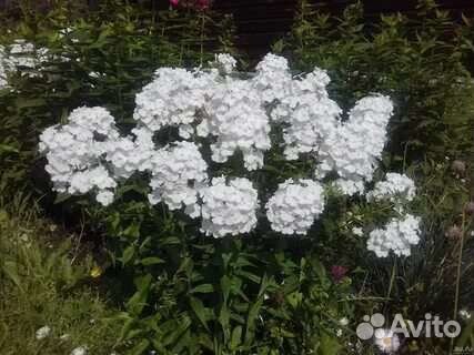 Лилии.Ромашка