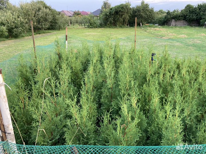 Туи колумна