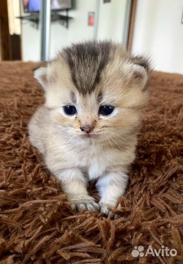 Шотландские золотые шиншиллы котята