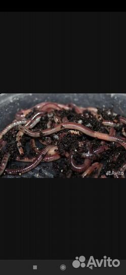 Червь навозный