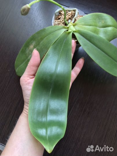 Орхидея P. Tetraspis Blue Red x Gigantea MS-1