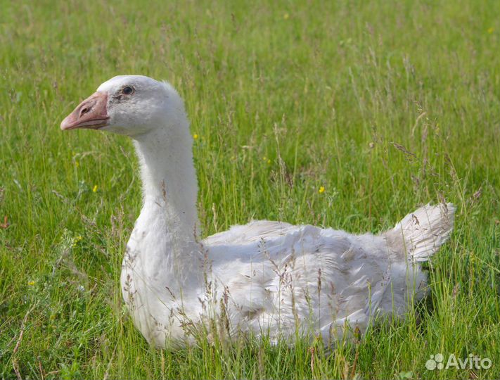 Суточные и подрощенные гусята