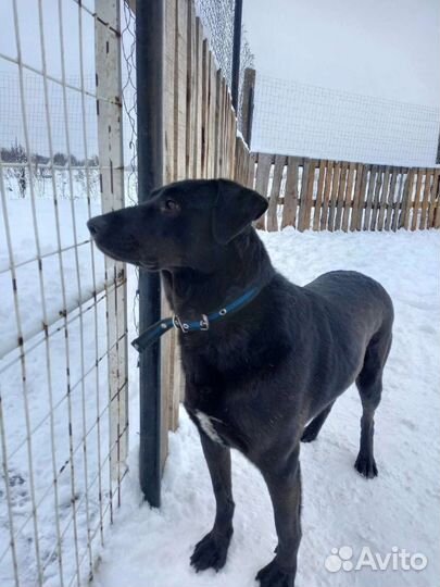 Метис лабрадора в добрые руки