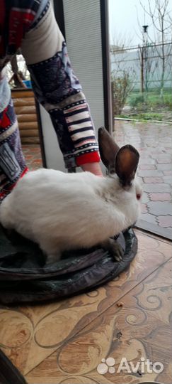 Кролики калифорнийские