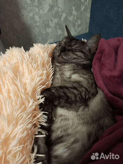 Потерялась кошка
