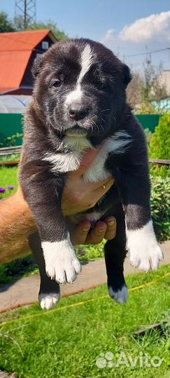 Щенки,алабай
