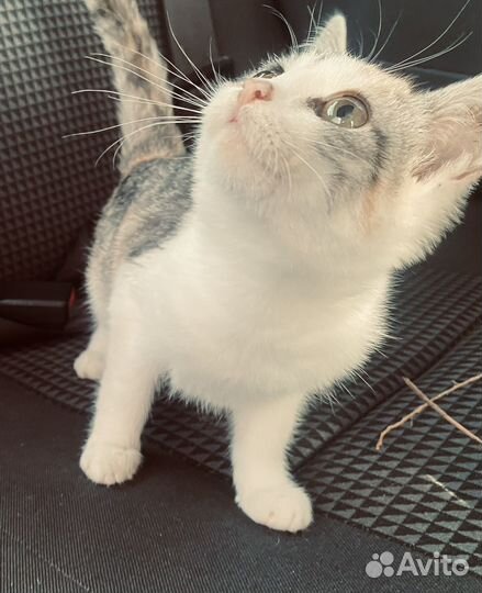 Котенок Девочка