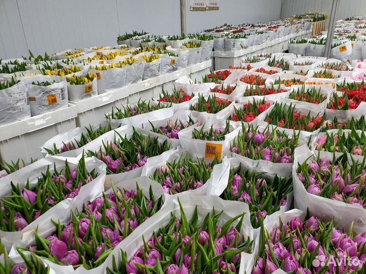 Тюльпаны оптом иркутск купить. Тюльпан Тинек Ван дер Меер. Тюльпаны опт. Сеть цветочных баз тюльпан.