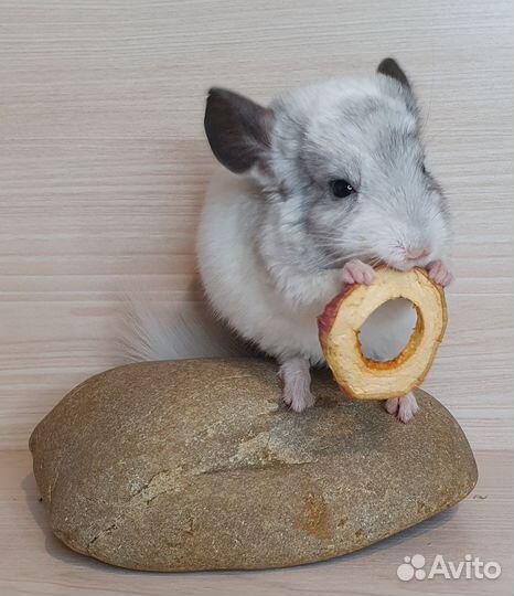 Шиншилленок Белый Вильсона 2 мес