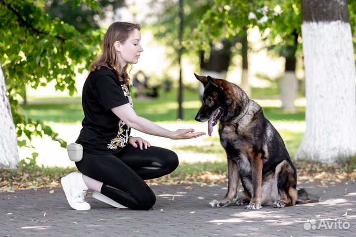 Услуги кинолога. Дрессировка и воспитание собак