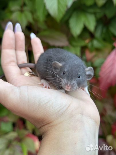 Крысята. Крысенок Дамбо. Крыса дамбо