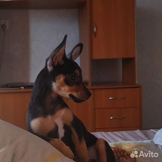 Той-терьер