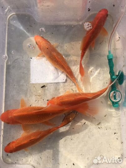 Комета для пруда