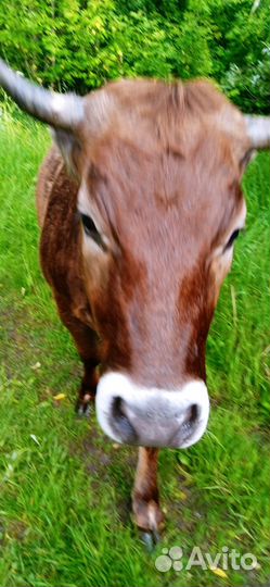 Тёлка с теленком