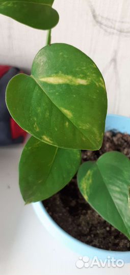 Эпипремнум золотистый