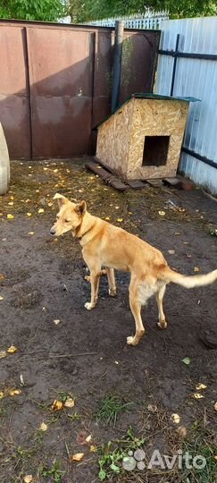 Собака в добрые руки отдам бесплатно