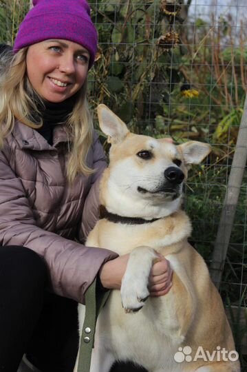 Собака в добрые руки