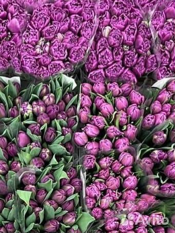 Тюльпаны к 8 марта оптом Волгоград