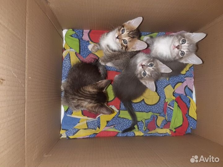 Котята в добрые руки