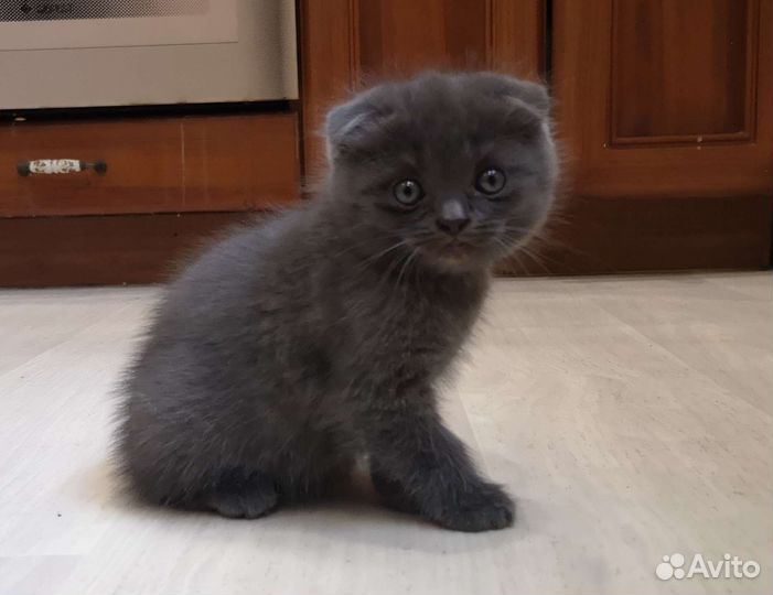 Шотландские котята