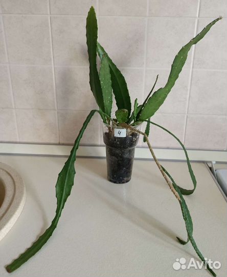 Кактусы (осталось 4штуки)