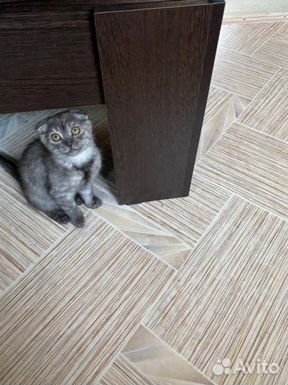Шотландская вислоухая