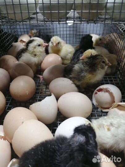 Инкубационное яйцо