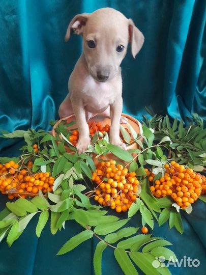 Щенки левретки