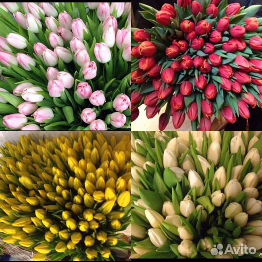 Тюльпаны от производителя