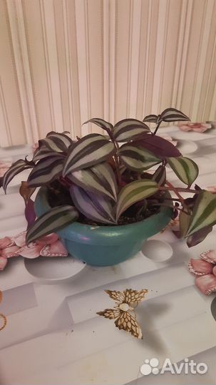 Замиокулькас