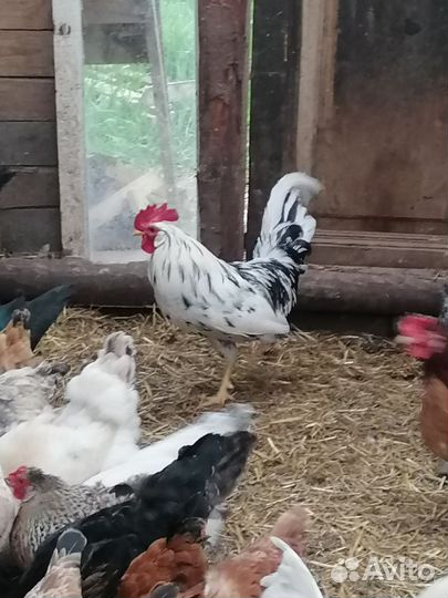 Молодой петушок