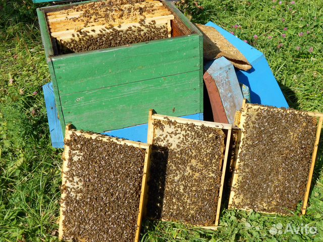 Пчелопакеты, пчеломатки 2024: бакфаст, карника объявление продам