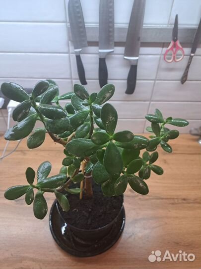 Крассула толстянка