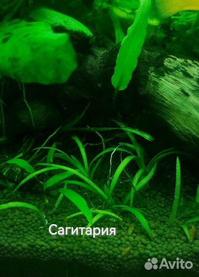 Растения для аквариума