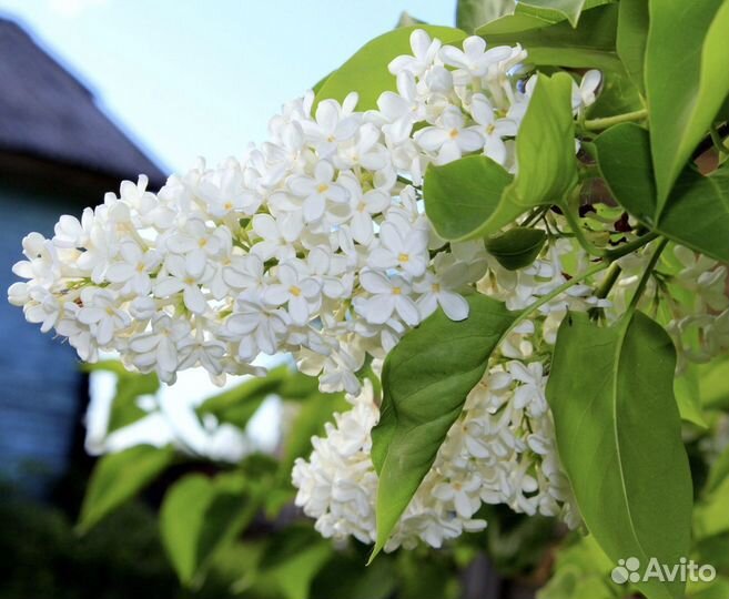 Саженцы сирени