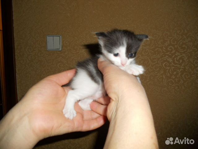 Котята иглино даром. Котята в добрые руки киров. Adoption центр для кошек «муркоша». Юла сочи котята в добрые руки. Котята кашин.