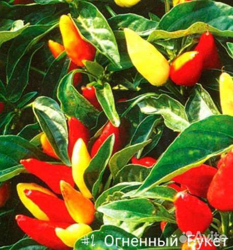 Перец Острый - Огненный Букет